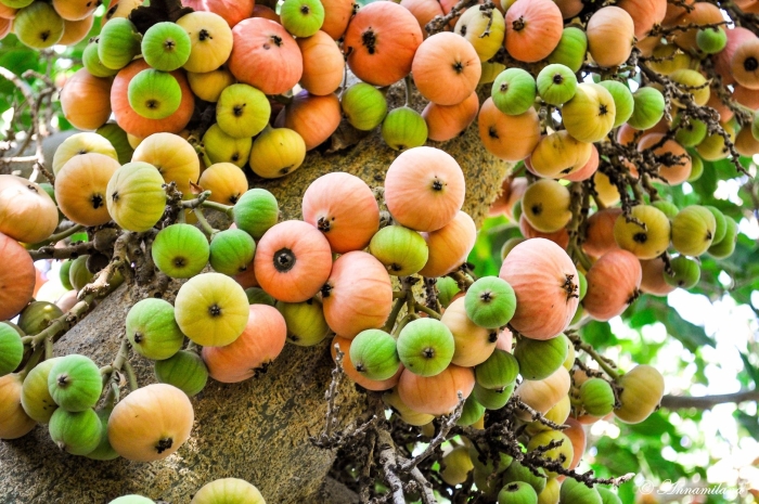 Фиговое дерево сикомор