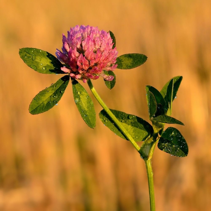 Клевер луговой trifolium praténse