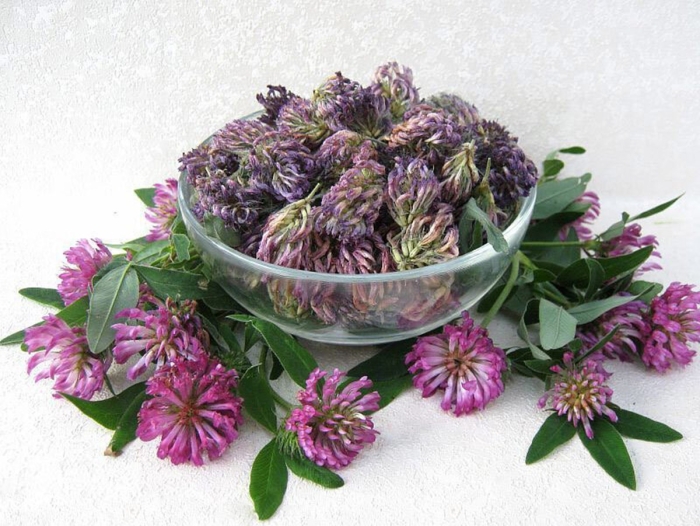 Клевер луговой сушеный