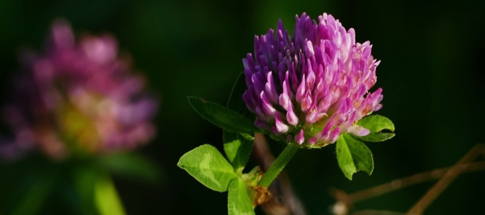 Клевер луговой красный