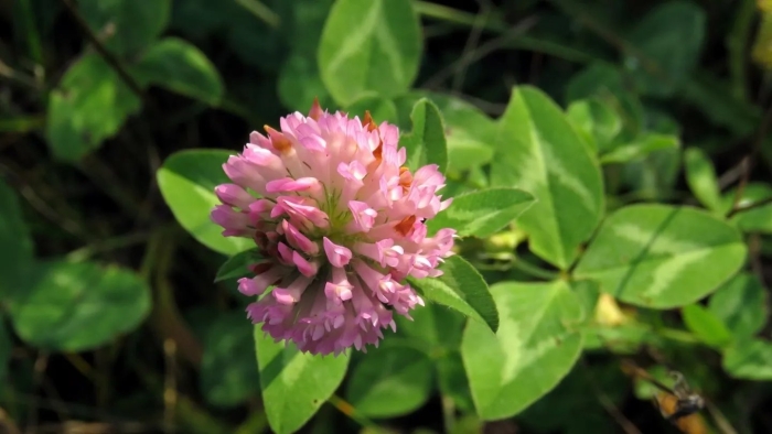 Клевер луговой trifolium praténse