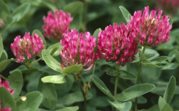 Trifolium pratense