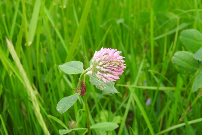 Клевер луговой листья