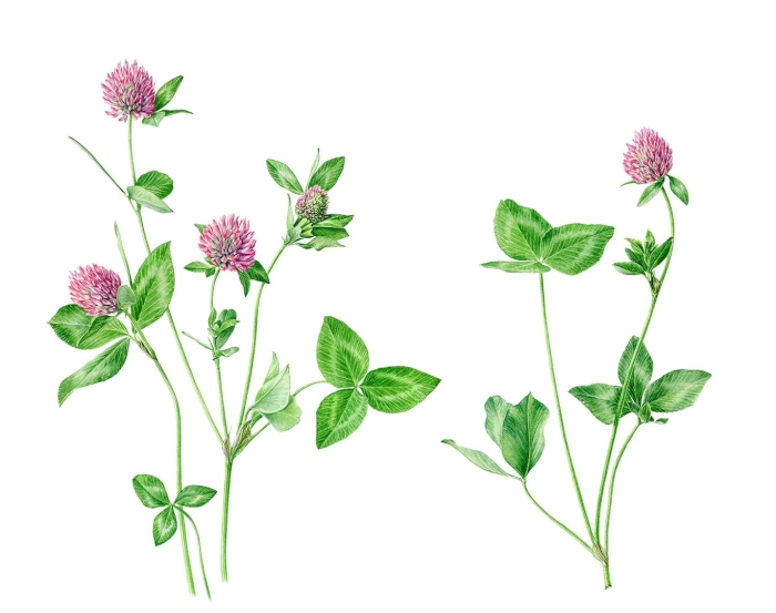 Клевер луговой рисунок
