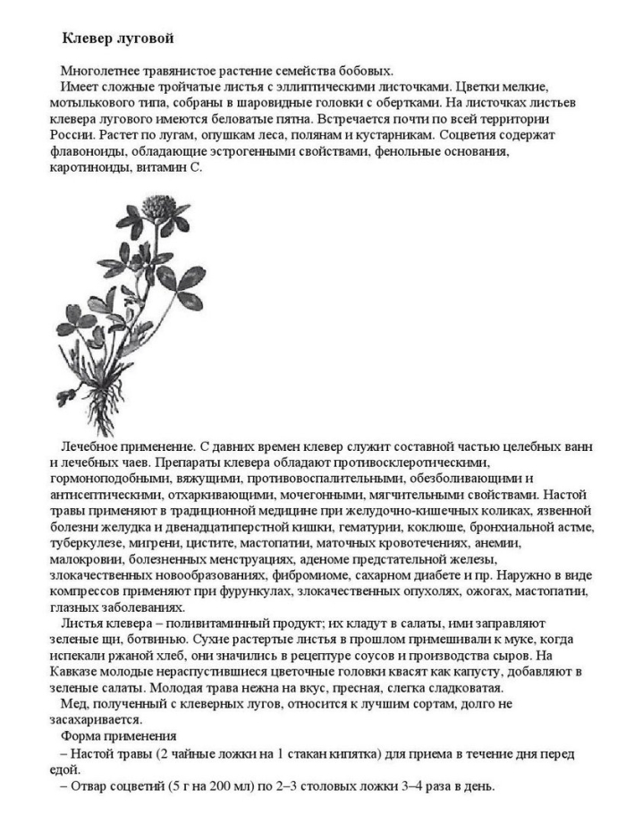 Клевер луговой и ползучий