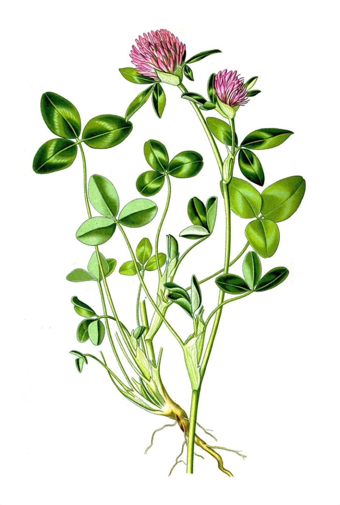 Клевер луговой строение