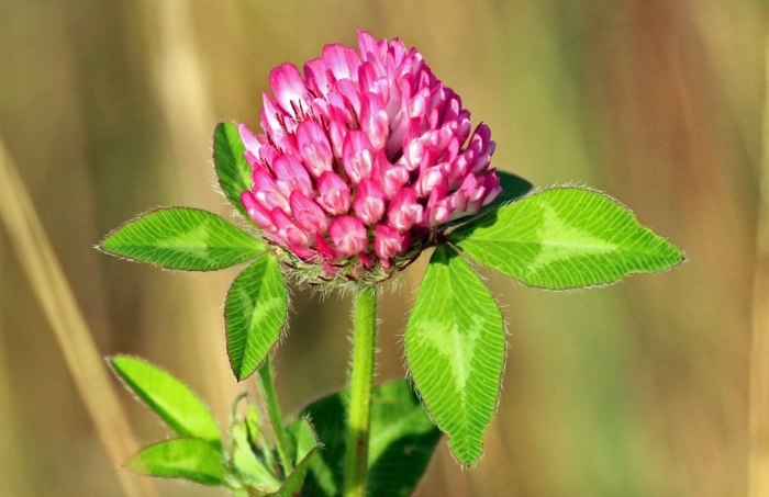 Красный клевер trifolium pratense