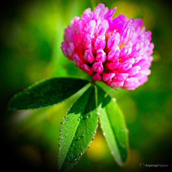 Клевер красный луговой