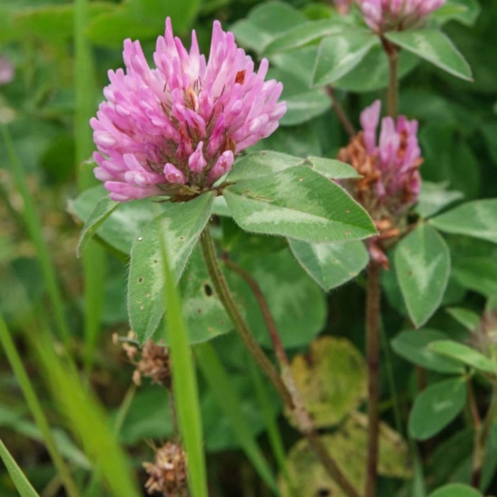Клевер луговой - trifolium pratense l