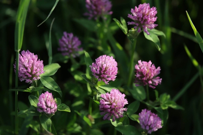 Красный клевер trifolium pratense