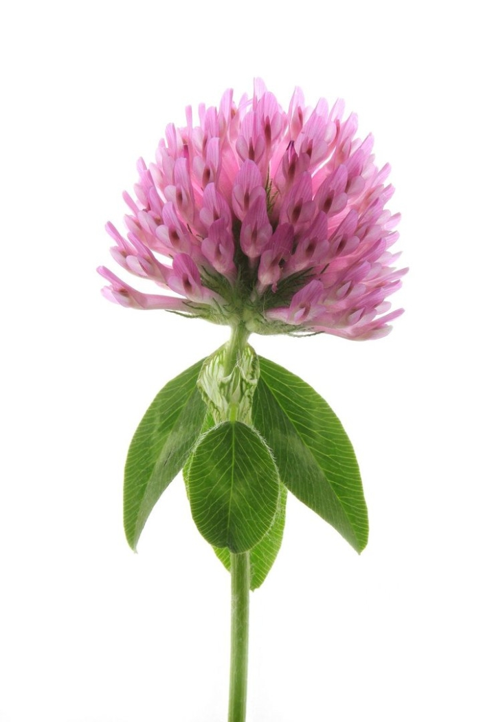 Цветки клевера