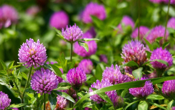 Лекарственные растения клевер луговой