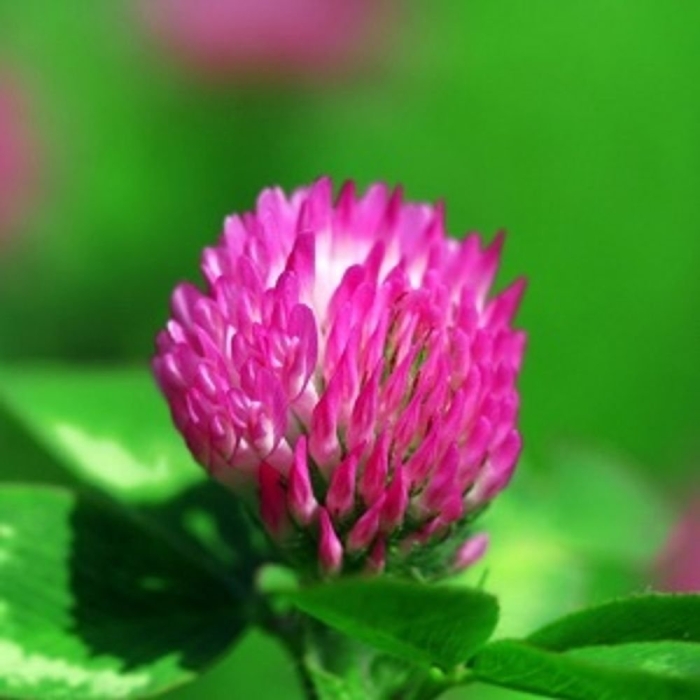 Клевер луговой растение