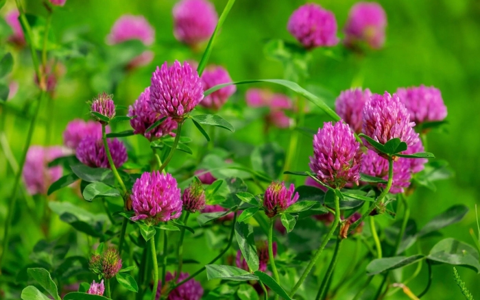 Клевер луговой красный сидерат