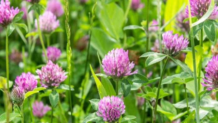 Цветки клевера