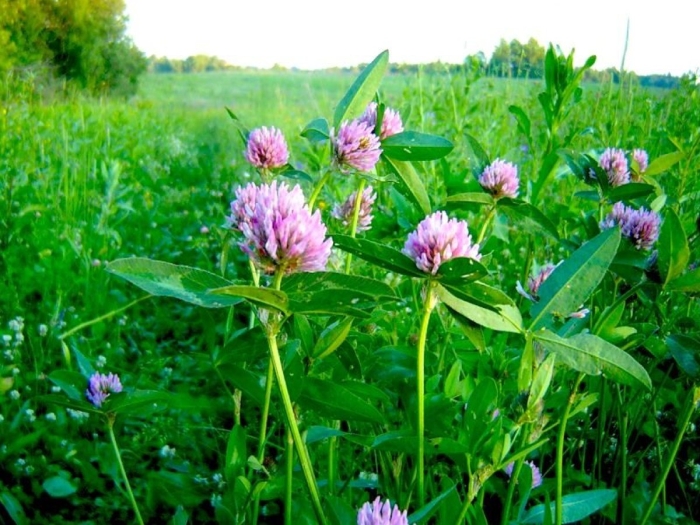 Клевер луговой семена