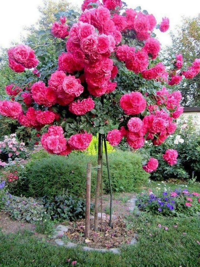 Штамбовая роза розариум ютерсен