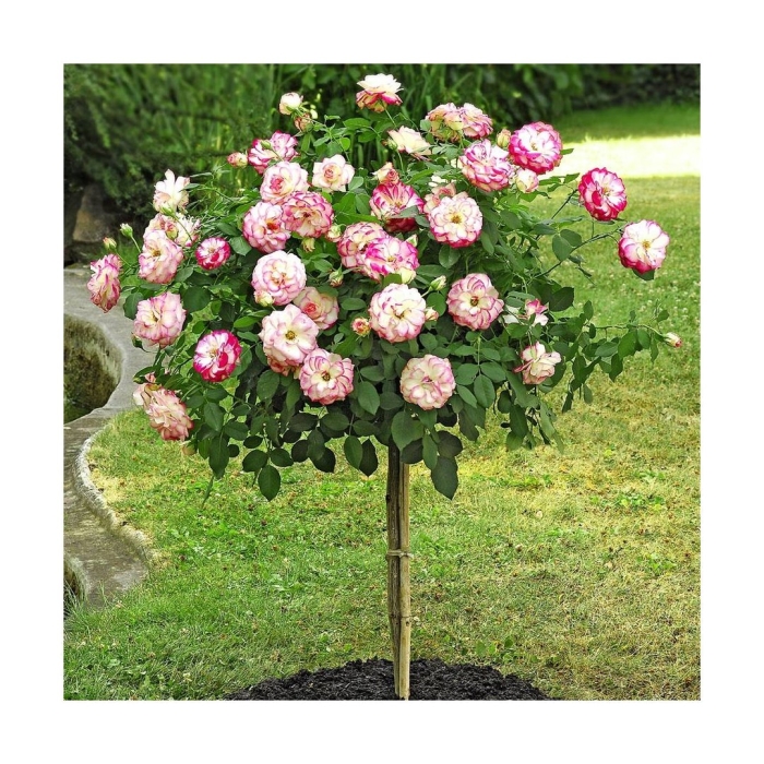 Штамбовая роза пьер де ронсар