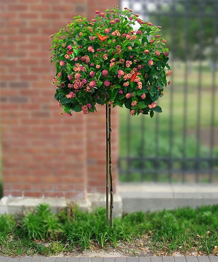 Штамбовая роза дерево