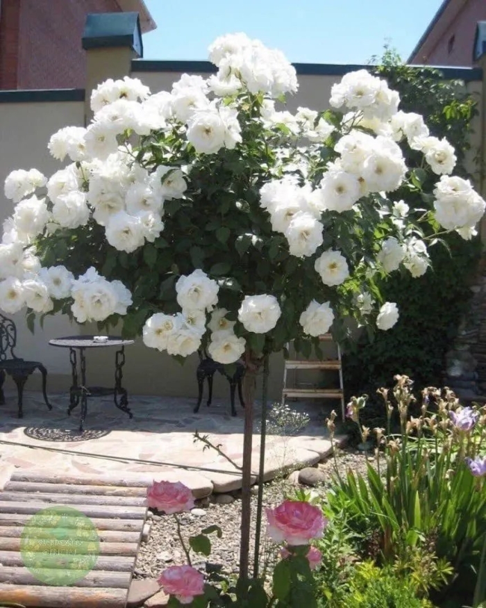 Штамбовая роза schneewittchen