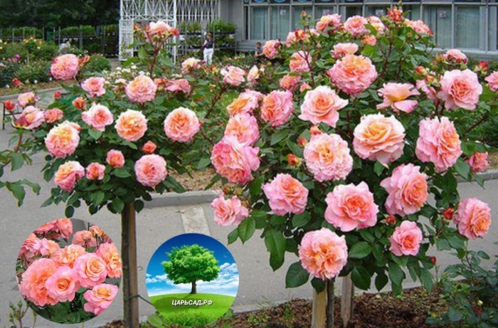 Роза августа луиза на штамбе