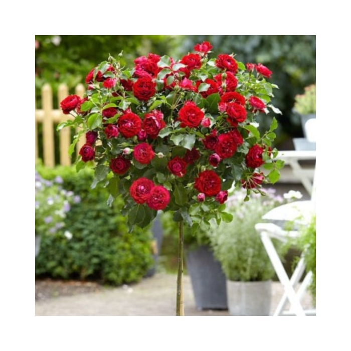 Роза на штамбе