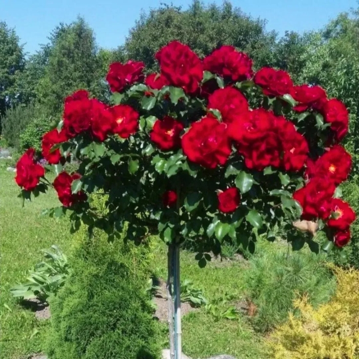 Штамбовая роза скарлет мейяндекор