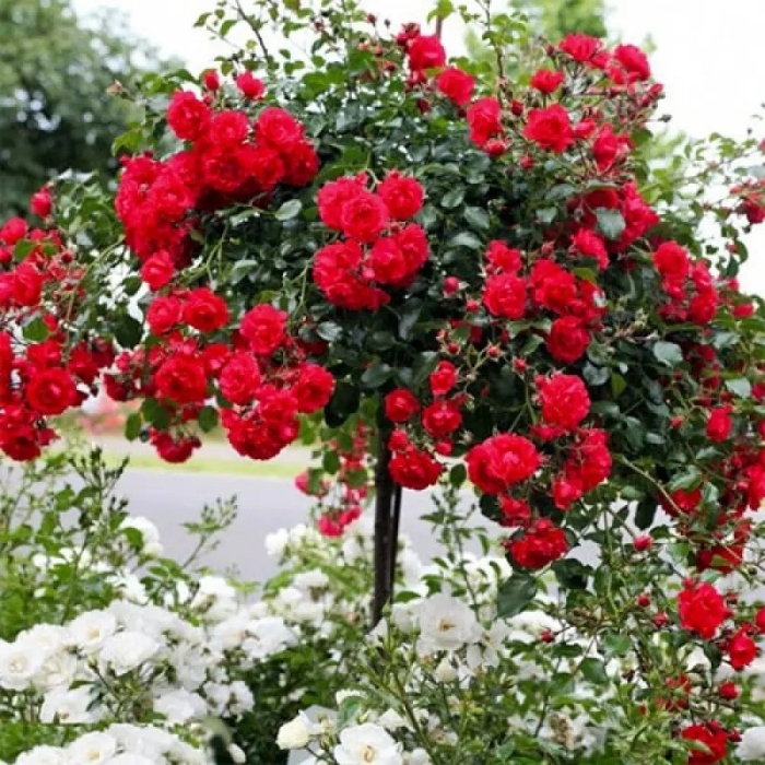 Штамбовая роза ред каскад