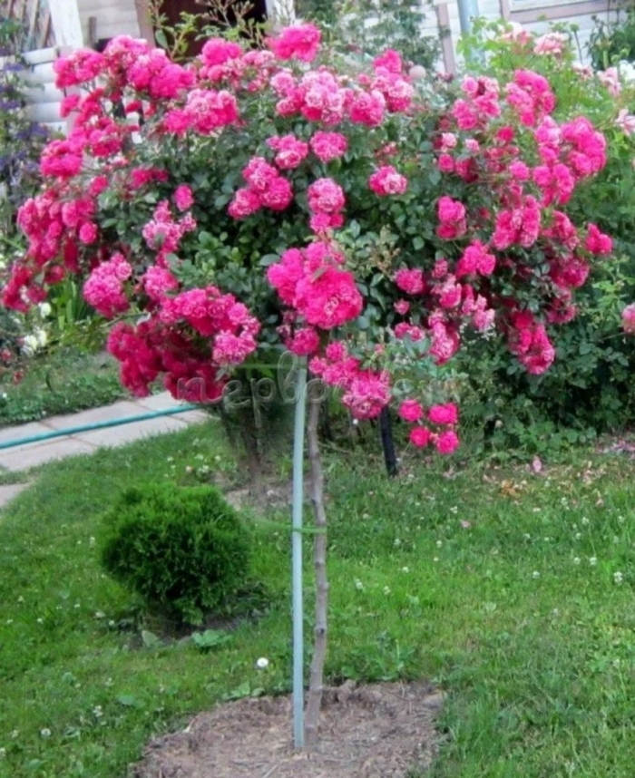 Роза штамбовая