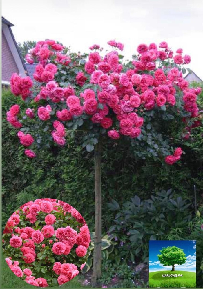 Розариум ютерсен роза