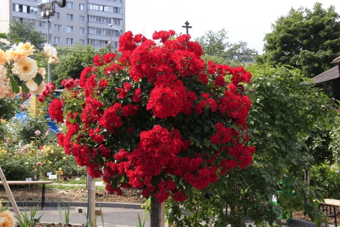 Штамбовая роза скарлет