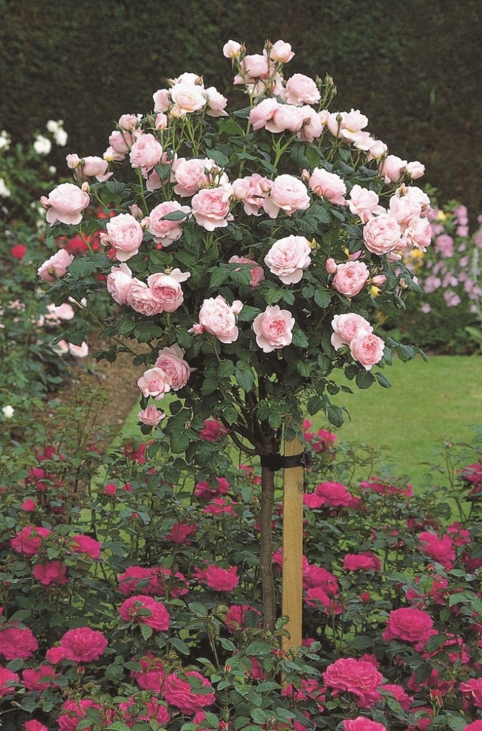 Роза пастелла на штамбе