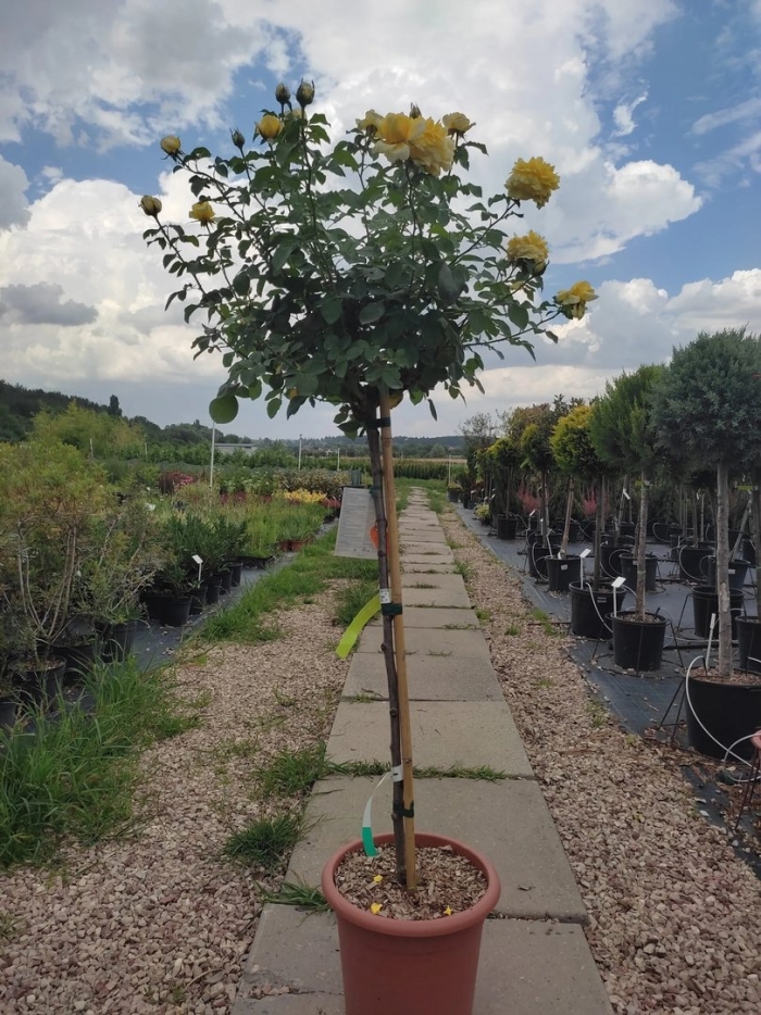 Бирючина на штамбе