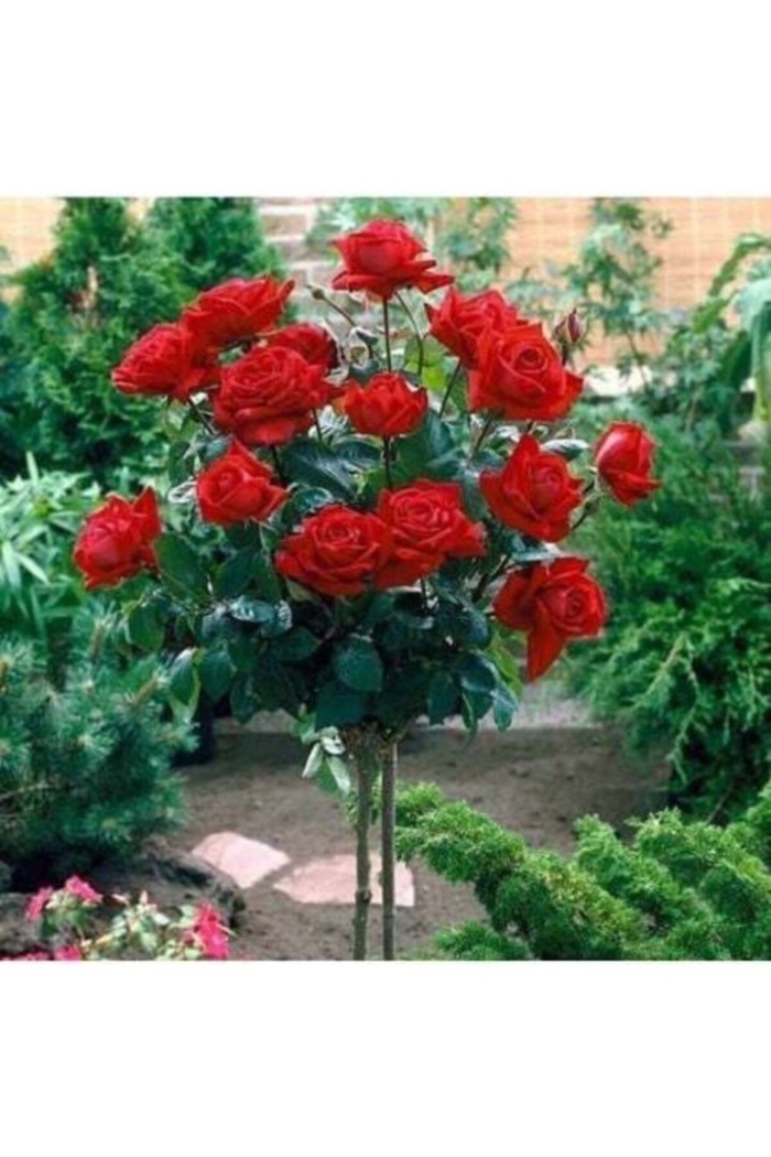 Роза штамбовая ингрид бергман