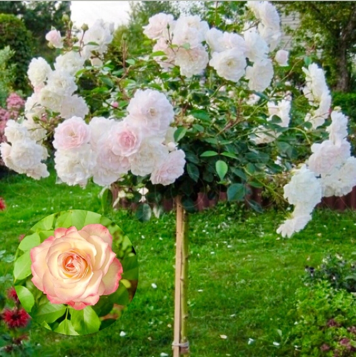 Штамбовая роза свани