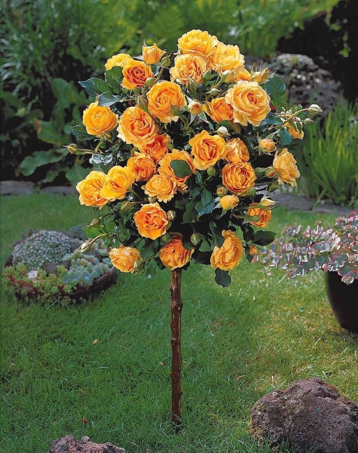 Штамбовая роза красная