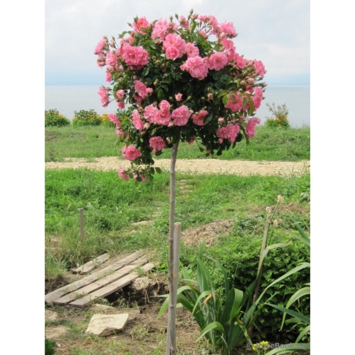 Schuss роза штамб