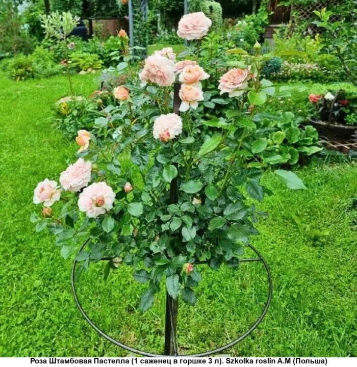 Роза пастелла на штамбе