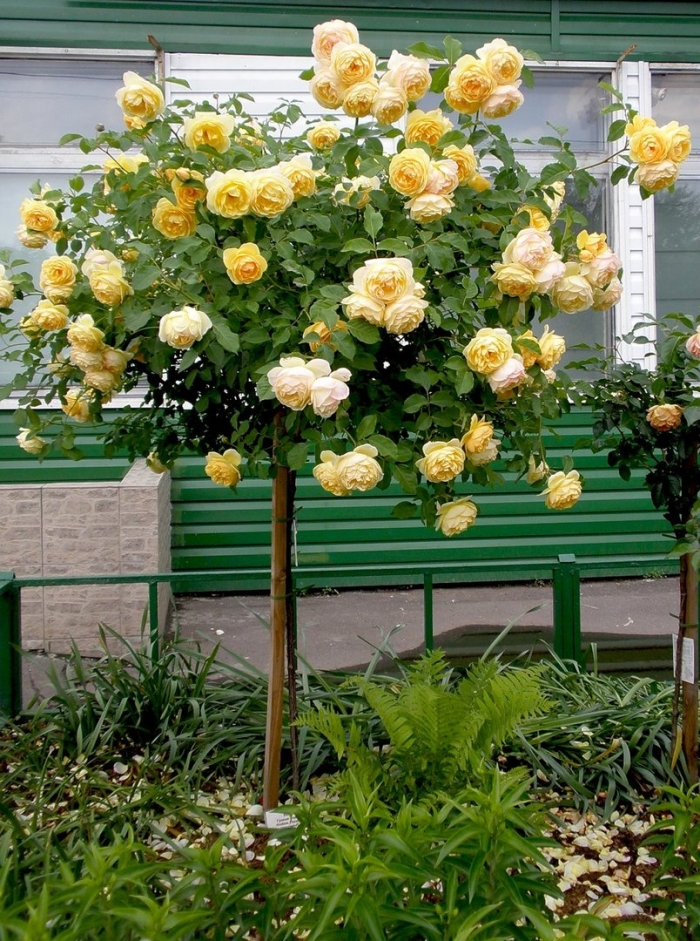 Роза штамбовая голден селебрейшен