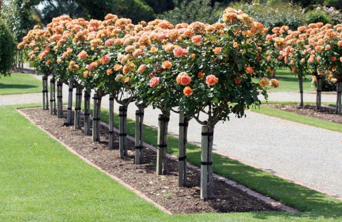 Роза штамбовая майсур