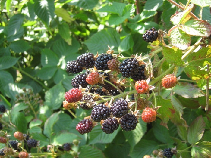 Ежевика агавам куст