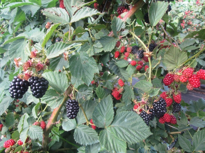 Ежевика садовая куст