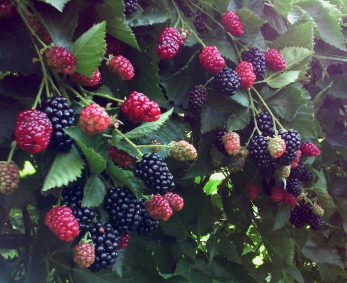 Ежевика ремонтантная рубен