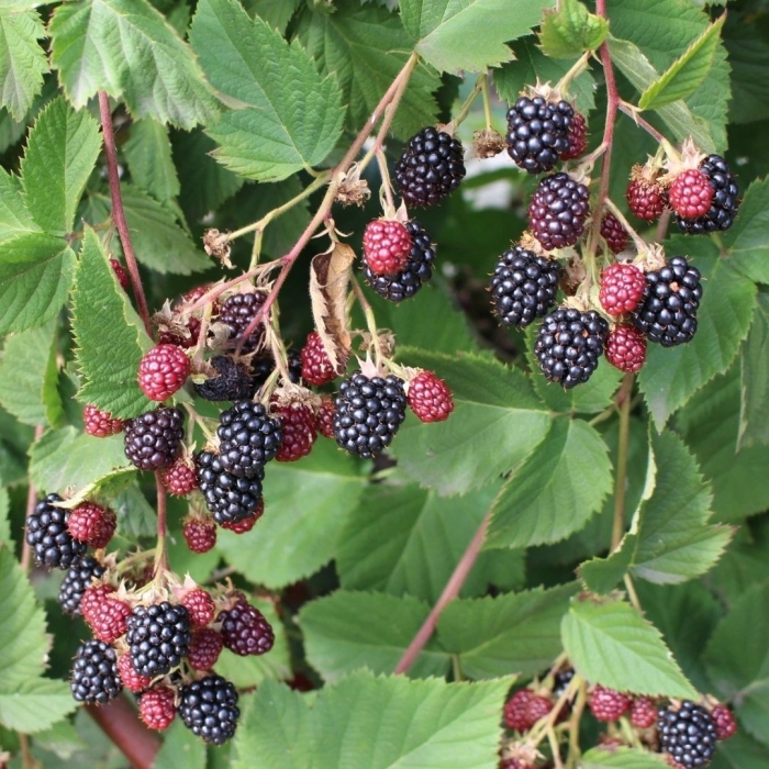 Ежевика торнфри