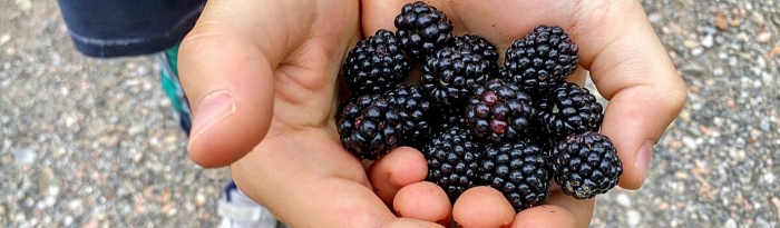 Ежевика навахо (с2)