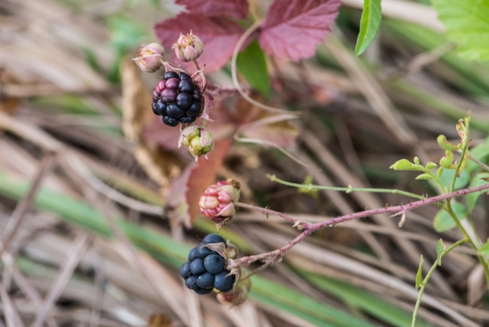 Ежевика дикая