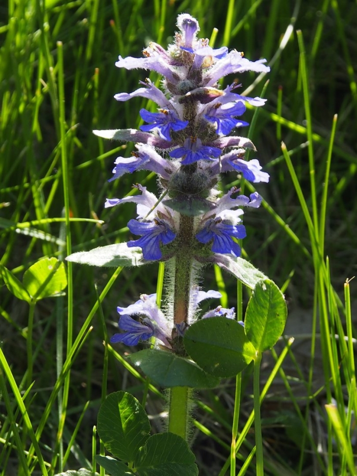 Ajuga reptans