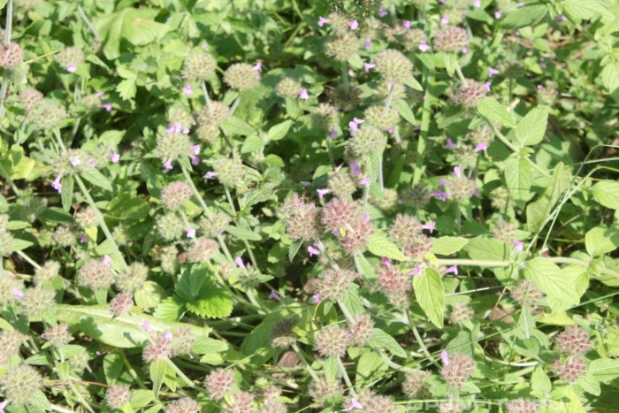 Пахучка трава