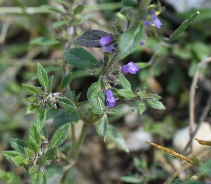 Душевка полевая