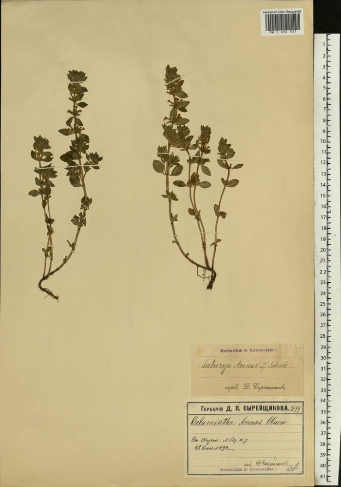 Вероника дубравная – veronica chamaedrys гербарий